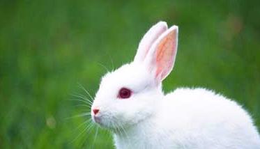 兔子养殖的市场前景分析 兔子养殖业前景怎么样