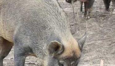 贵州野猪养殖场有哪些？ 云南最大野猪养殖场