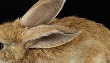 野兔的冬季防寒保暖措施 野兔子过冬需要准备什么