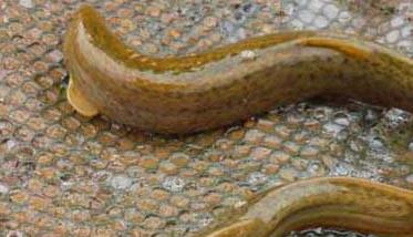 泥鳅常见疾病的防治技术 泥鳅养殖疾病防治