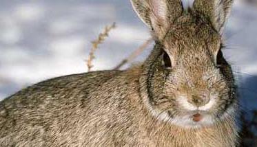 野兔养殖对兔舍建造有哪些要求 野兔养殖对兔舍建造有哪些要求和要求