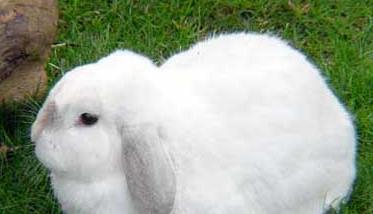 獭兔与家兔在生活习性上面的比较 家兔和獭兔哪种更贵