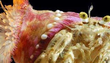寄居蟹如何与海葵共生 海葵和寄居蟹互利共生