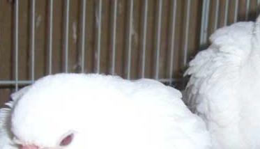 斑鸠养殖－斑鸠图片（斑鸠的养殖）