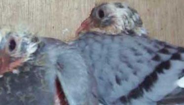 温度过低对乳鸽生长发育有哪些影响 温度过高对鸽子有什么影响