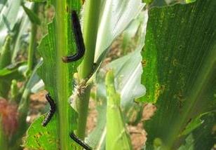 玉米种植中的病害如何防治（种植玉米怎样防治病虫害）