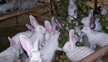 兔子疾病有哪些 兔子疾病有哪些症状