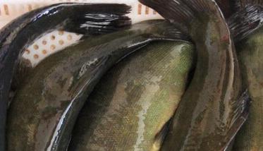 丁桂鱼的营养价值 丁桂鱼的营养价值及功效与禁忌