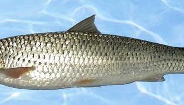 赤眼鳟鱼商品成鱼养殖技术（赤眼鳟高产养殖技术）