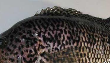 石斑鱼的习性特点－石斑鱼图片（石斑鱼的种类图片大全）