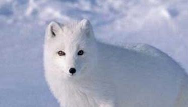 北极狐的图片参考 北极狐图片