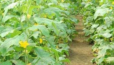 黄瓜定植后管理技术步骤与要点（黄瓜定植后的管理技术）