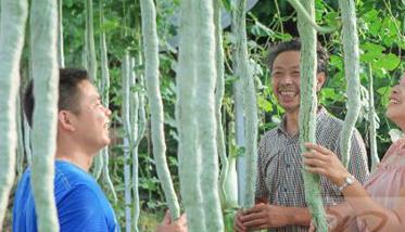 蛇豆种植方法（蛇豆种植方法和生长环境是什么）