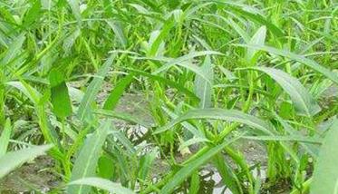 空心菜种植技术要点（空心菜种植时间及技术要点）