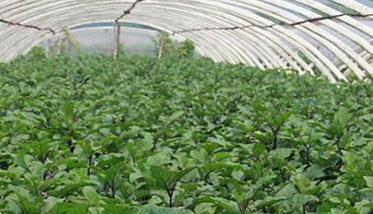 大棚茄子种植管理技术要点有哪些