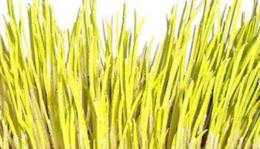 蒜黄的种植方法 蒜黄的种植方法和产量