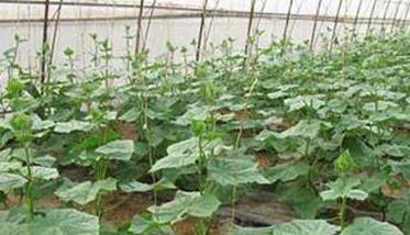 日光温室黄瓜反季节栽培技术 日光温室黄瓜生产的施肥技术