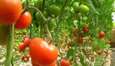 番茄成熟的季节是什么时候 番茄成熟的季节是什么时候开始