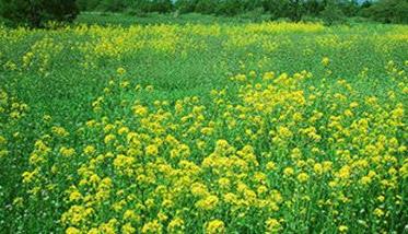 油菜田除草剂有哪些效果最好