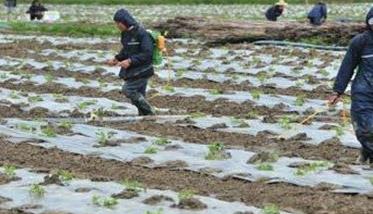 苦瓜种植管理技术与主要步骤 苦瓜种植技术与管理方法