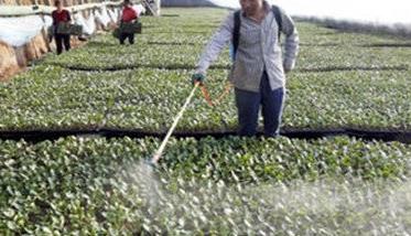 茄子种植管理注意事项 茄子栽培管理技术要点