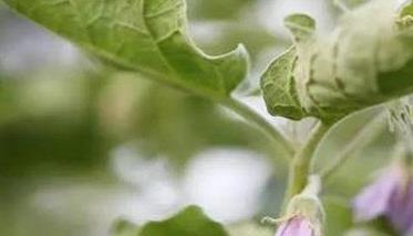 如何预防茄子落花落果 如何预防茄子落花落果的方法