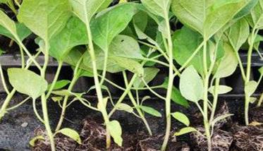 大棚茄子种植管理技术要点有哪些（大棚茄子种植管理技术要点有哪些方面）