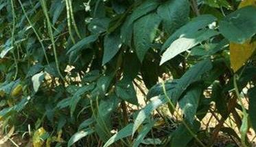 豇豆落叶的原因是什么?（豇豆落叶的原因是什么意思）