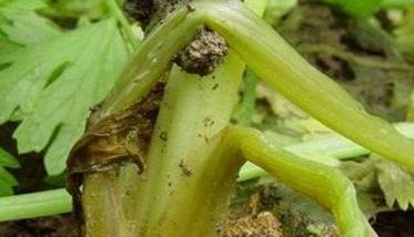 芹菜软腐病的发病条件（芹菜软腐病的发病条件有哪些）