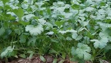 越冬香菜什么时候播种（越冬香菜种植技术）