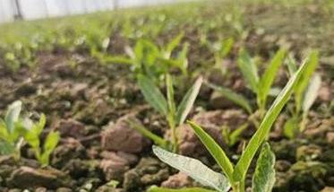 空心菜的种植方法和时间问题 空心菜的种植方法和注意事项