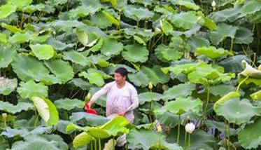 加强莲藕田管理的步骤与方法 莲藕种植管理方法