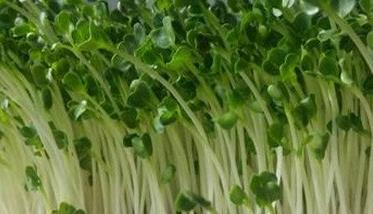 萝卜苗水培种植方法（水栽培萝卜苗）