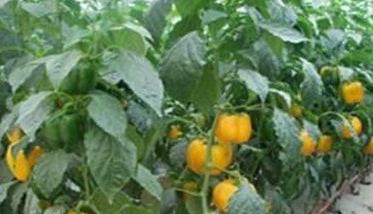 甜椒冬季温室栽培的关键技术是什么（咯菌腈中毒）