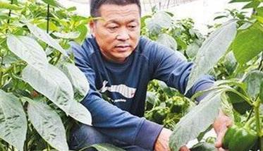 甜椒种植管理技术要点是什么 甜椒的种植技术与管理方法
