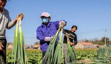 大葱的收获时间与保存方法 大葱的收获时间与保存方法视频