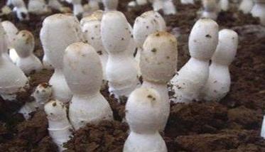 鸡腿菇种植方法 鸡腿菇种植方法和营养价值