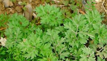 蛇床子种植时间（蛇床子种植时间及方法）