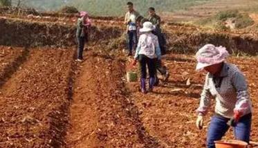 黄柏种植方法和时间 黄柏栽培技术及价值