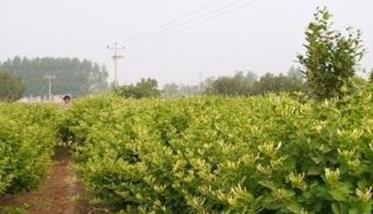 金银花种植品种选择 金银花种苗什么品种最好哪里有