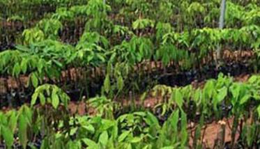 橡胶树种植技术与管理方法（橡胶树养殖方法）