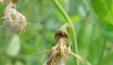 豌豆芽枯病发病原因（豌豆芽枯病发病原因图片）