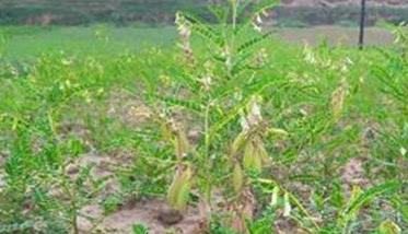 黄芪种植后如何管理（黄芪种植后如何管理视频）