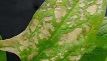 菠菜斑点病有哪些特征 菠菜斑点病的危害与防治