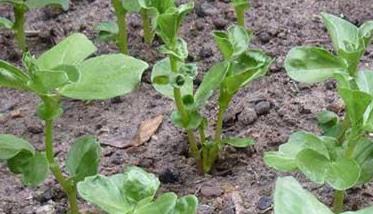 蚕豆什么时候种植合适 蚕豆什么时候种植最佳
