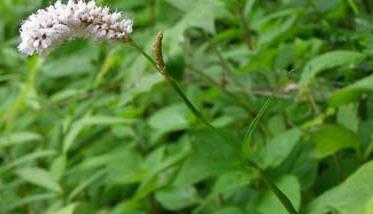 北沙参高产栽培技术（北沙参的种植技术和亩产效益）