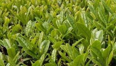 茶园农药的合理使用方法 怎么避免茶叶农药