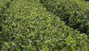 苦丁茶高产栽培技术（苦丁茶树种植方法）