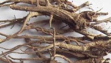 柴胡的功效与作用 柴胡的功效与作用禁忌与副作用有哪些