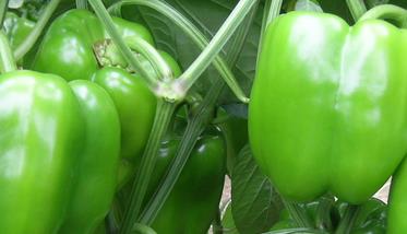青椒的功效与作用 青椒的功效与作用禁忌